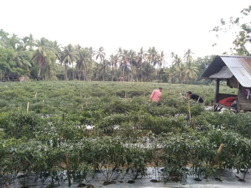 Harga Cabai Merah Merosot, Petani di Madina Merugi