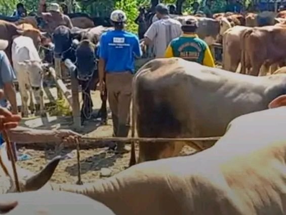 Mendekati Hari Raya Idul Adha, Harga Sapi di Pekalongan Alami Kenaikan