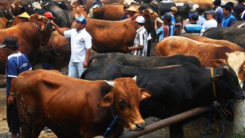 Hari Ini Sholat Idul Adha, Besok Muhammadiyah Batam Bakal Sembelih Kurban
