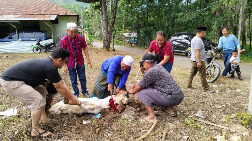 SMSI Madina Kurban Dua Ekor Kambing