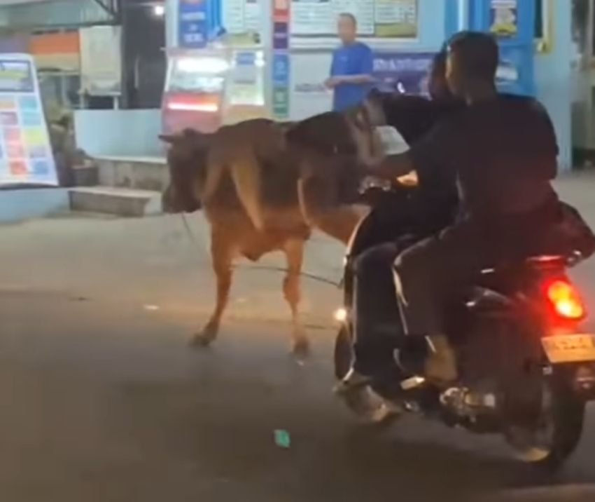 Sapi Kurban Kabur ke Jalan Raya Hingga Tabrak Sepeda Motor di Padang