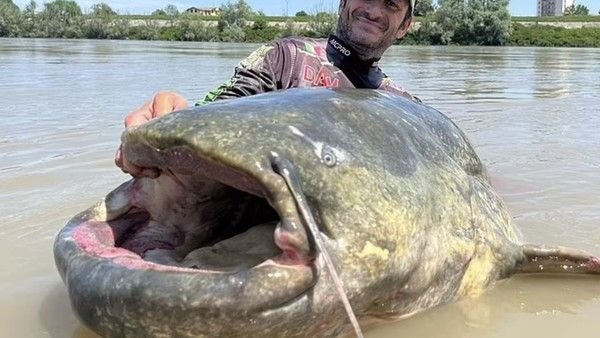Wow... Ikan Lele Ini Miliki Panjang 2,8 Meter, Terbesar di Dunia