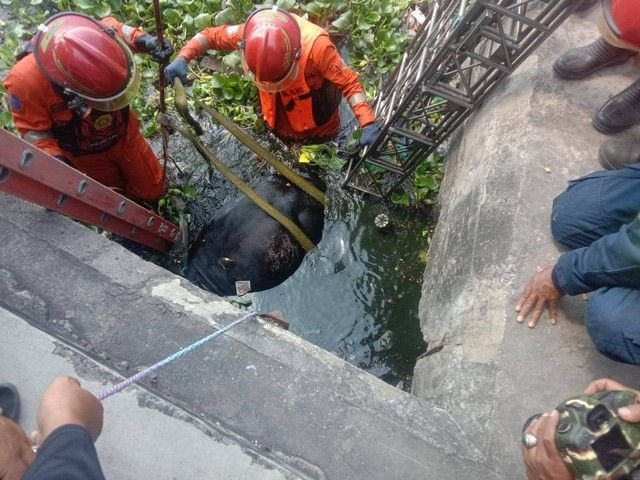 Hendak Dikurbankan, Seekor Sapi di Surabaya Tercebur ke Waduk