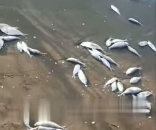 Ribuan Ikan Mati di Pesisir Pantai Wonokerto