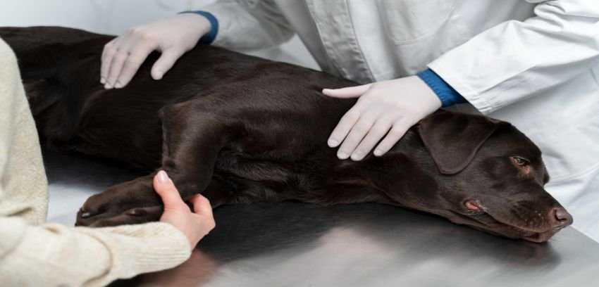 Lima Warga Riau Digigit Anjing Rabies, Satu Meninggal Dunia