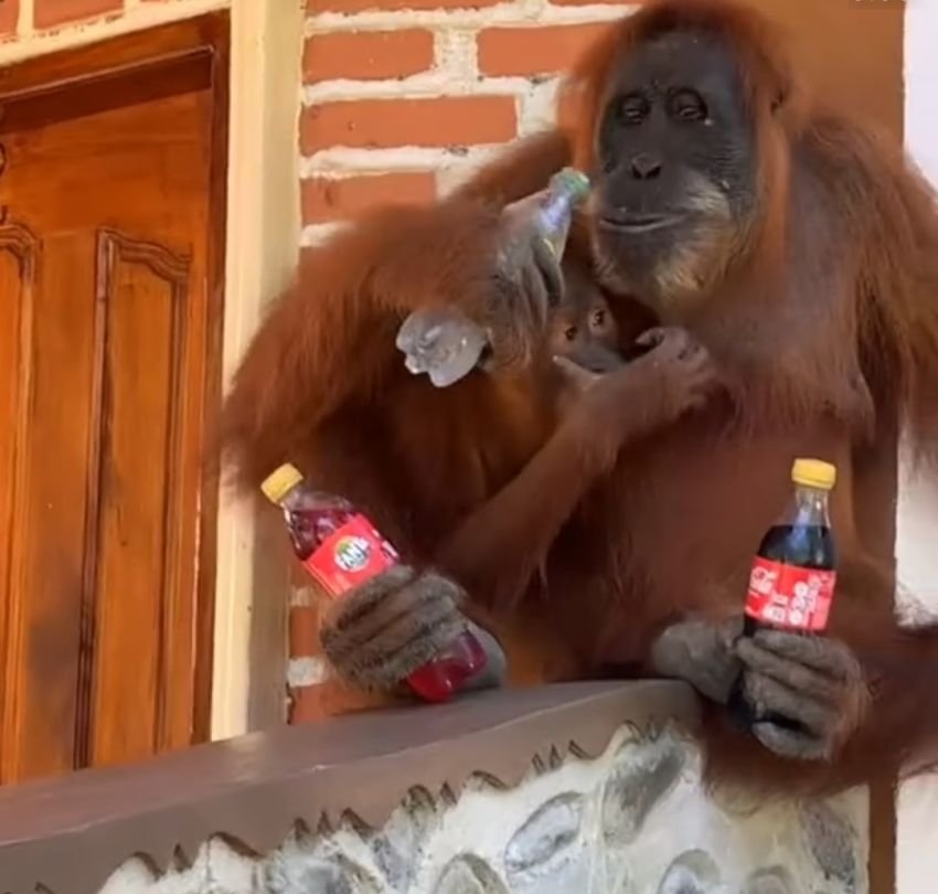 Orangutan Masuk Kamar Penginapan di Bukit Lawang, Cuci Tangan Hingga Ambil Minuman Dalam Lemari Pendingin