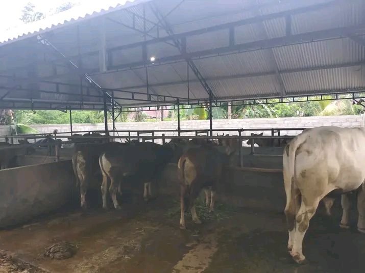 Hewan Kurban di Jatim Terindikasi Alami Penyakit Cacing Hati