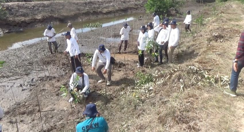 PT PLN Persero UPT Medan Tanam 10.000 Mangrove di Lubuk Kertang