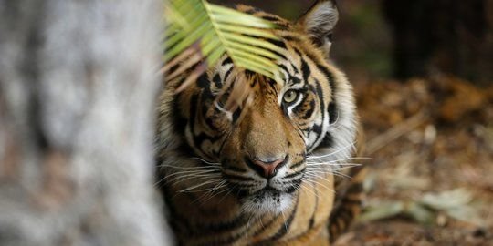 Dua Sapi Warga Madina Mati Dimangsa Harimau