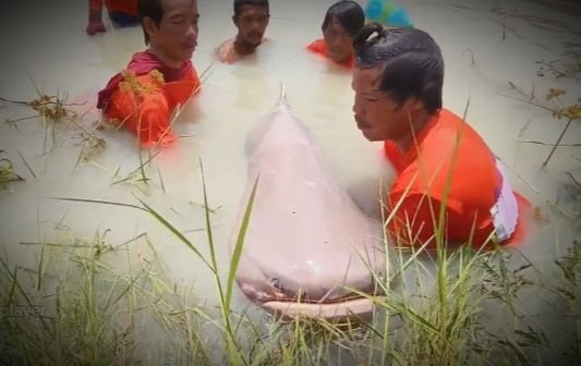Pemancing di Thailand Tangkap Ikan Lele Raksasa Capai Berat Hampir 300 Kg