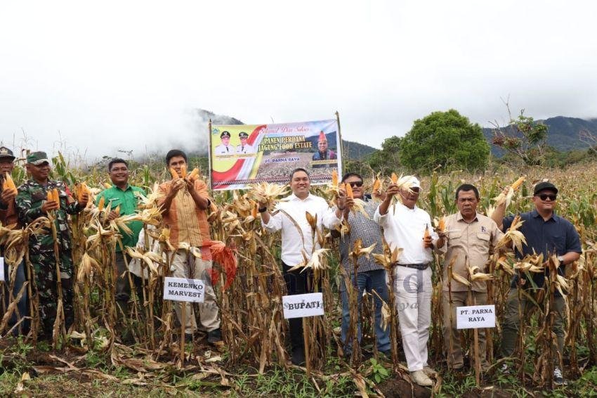 5 Ha Lahan Food Estate Di Ulumerah Yang Telah Ditanami Tanaman Jagung,Hari Ini Dilakukan Panen Perdana