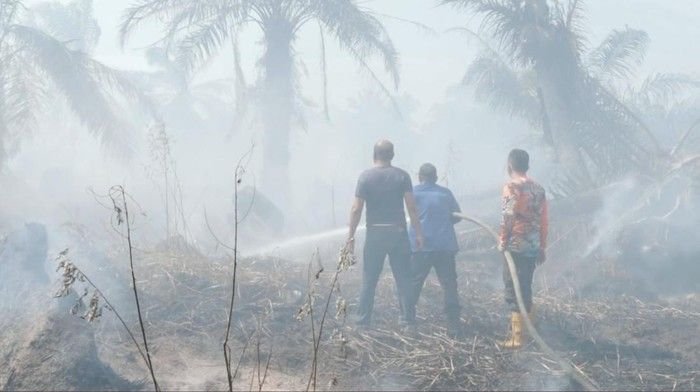 19 Hektare Lahan Sawit di Asahan Terbakar, Diduga Sengaja Dilakukan OTK
