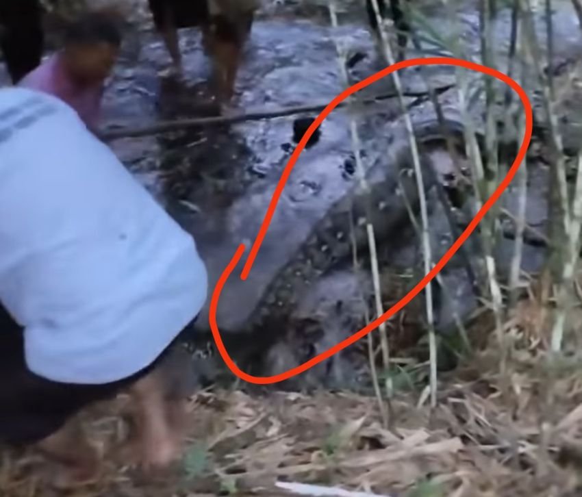 Ngeri... Ada Ular Raksasa di Labusel