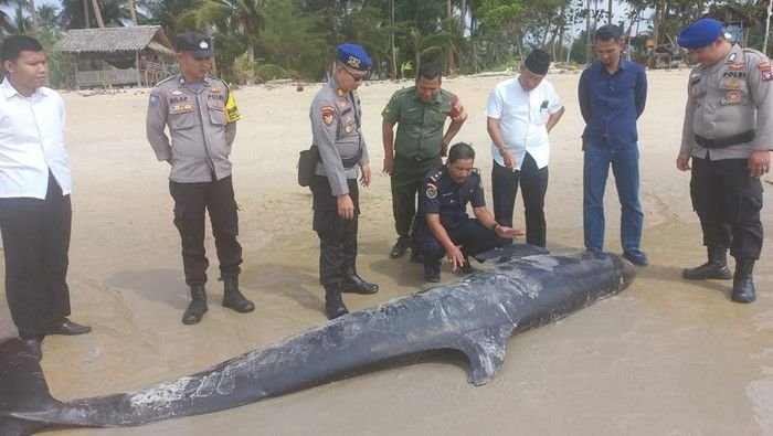 Paus Pembunuh Palsu Ditemukan Mati Terdampar di Pantai Lingga