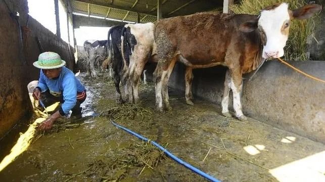 Jepang Rencanakan Produksi Cairan Biometana dari Kotoran Sapi