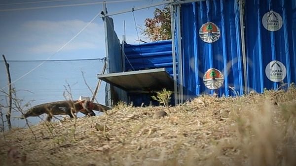 Bupati Manggarai Barat Usulkan Hari Komodo, Catat Tanggal dan Bulannya