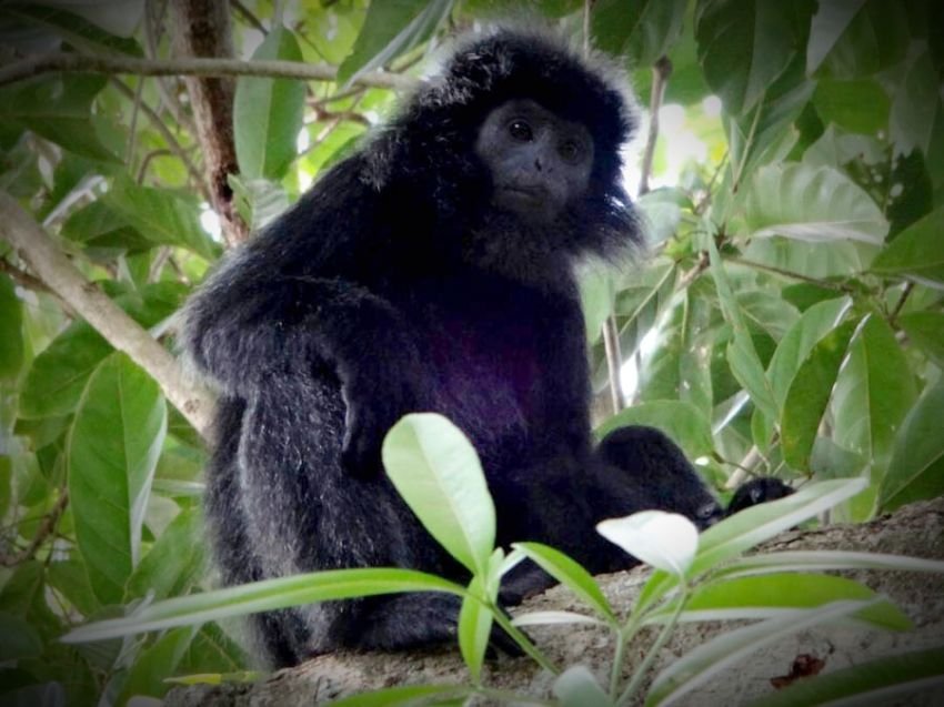 5 Lutung Jawa Dilepasliarkan di Gunung Tilu Bandung Usai Jalani Rehabilitasi