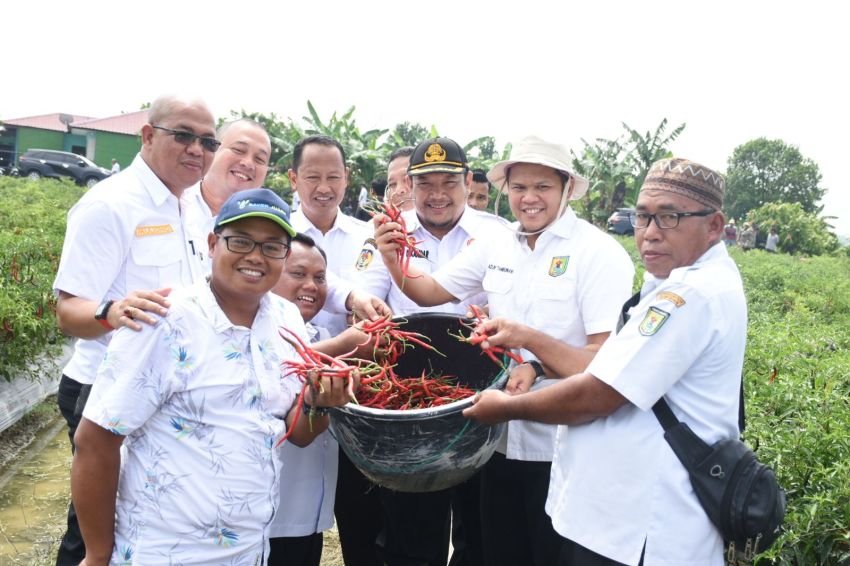Wabup Sergai Ikut Panen Cabai Merah Milik Petani Pematang Sijonam