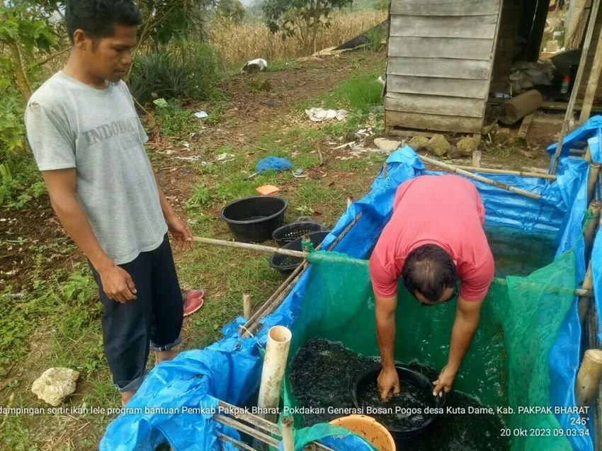 Serahkan Bibit Ikan Lele,Diharapkan Jadi Stimulus Meningkatkan Usaha Perikanan Di Pakpak Bharat