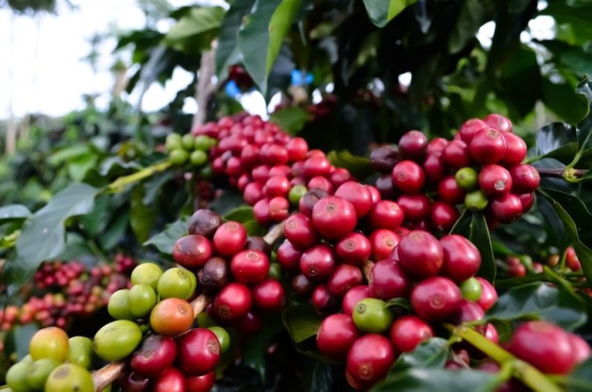 Impor Kopi Terus Melonjak Padahal Indonesia Penghasil Kopi, Ternyata Ini Penyebabnya