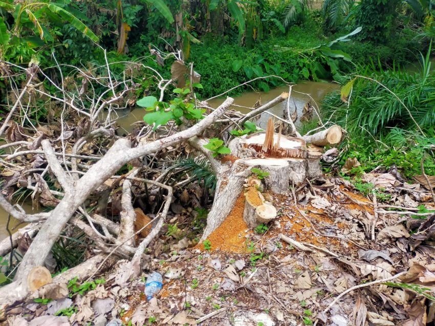 Pohon Jati di Lahan Eks HGU PTPN2 Kebun Kwala Bingai Ditebang Pembalak Liar