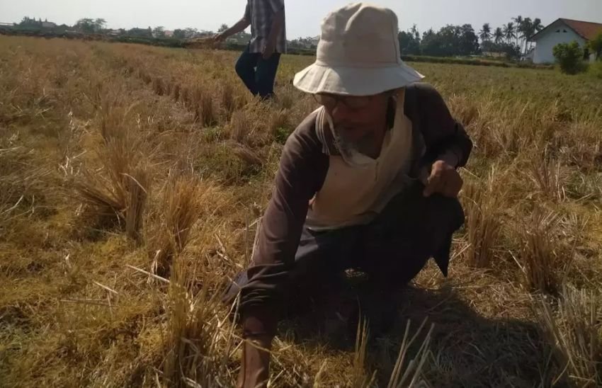 Kemarau Panjang, Ratusan Hektare Sawah Kekeringan di Pekalongan