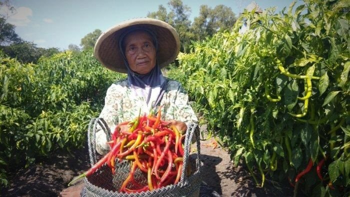 Petani Cabai Rugi Belasan Juta Gegara Kemarau Panjang Landa Kudus
