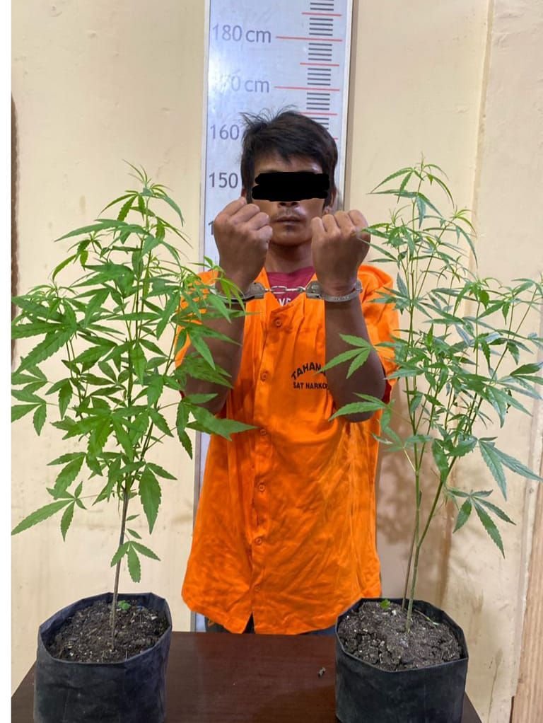 Nekat Tanam Pohon Ganja, Pria di Langkat Diringkus Polisi