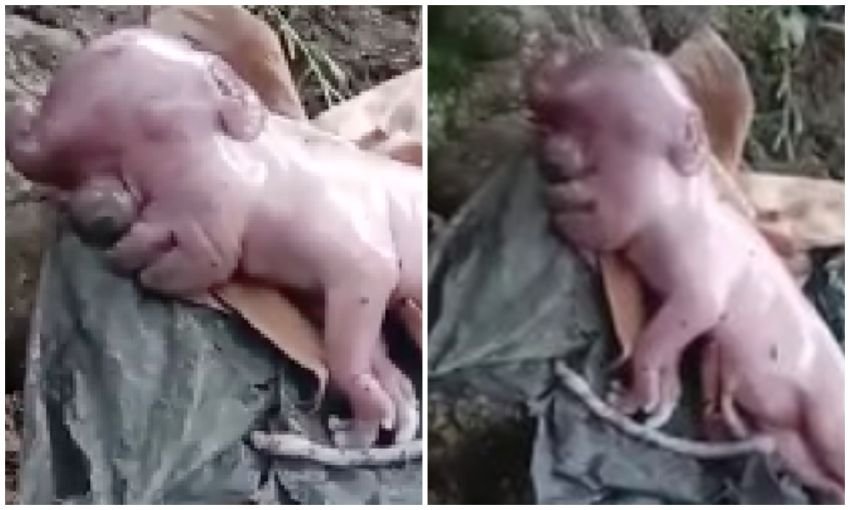 Heboh Anak Babi Berwajah Mirip Manusia di NTT, Kenapa Bisa Terjadi? Begini Penjelasannya