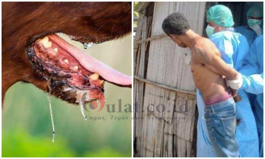 Sempat Mengamuk dan Kabur dari Puskesmas, Pasien Rabies di TTS Meninggal
