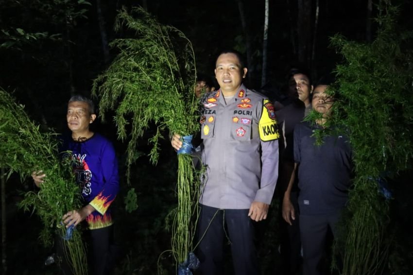 Polres Madina Musnahkan 5 Hektar Ladang Ganja