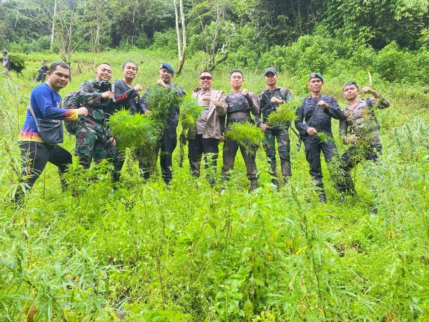 Lagi, Polres Madina Temukan 1 Hektare Ladang Ganja Tak Bertuan di Tor Sihite