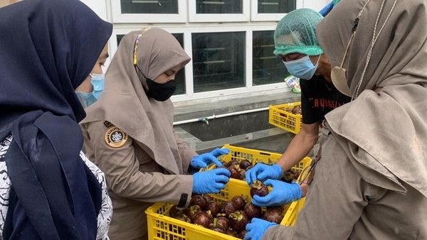 Sumut Ekspor 16,8 Ton Manggis Senilai Rp 1 M ke China