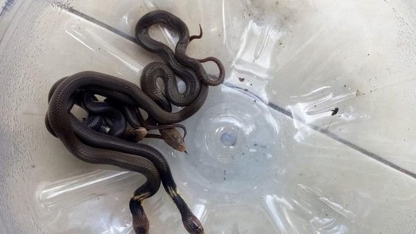 Belasan Anakan Kobra Jawa Berhamburan di Gedung TK Karanganyar