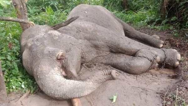 Gajah Latih Rahman di TNTN Mati Diracun, Gading Hilang