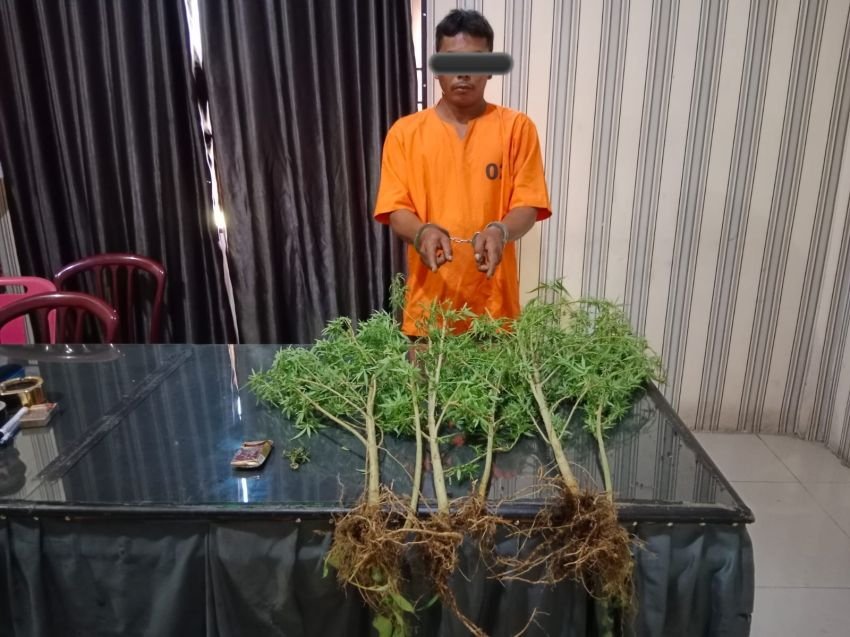 MS Tanam Ganja Di Ladangnya, Kena Sorot Warga Dibawa Ke Polres Tanah Karo