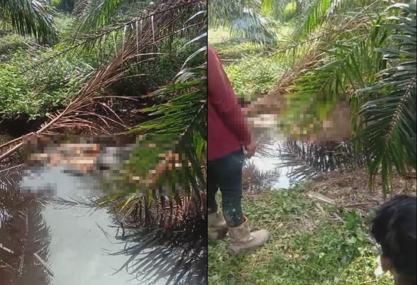 Warga Rohil Temukan Sesosok Mayat Mengapung di Areal Kebun Sawit, Tangan Kaki Terikat, Wajah Susah Dikenali