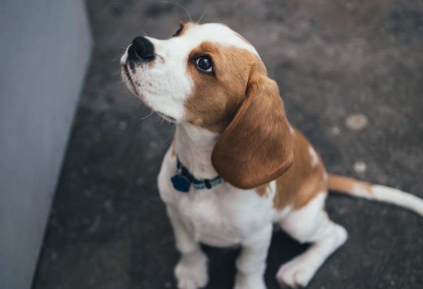 Korsel Sahkan UU Pelarangan Dagang Daging Anjing, Ini Tujuannya dan Sanksinya