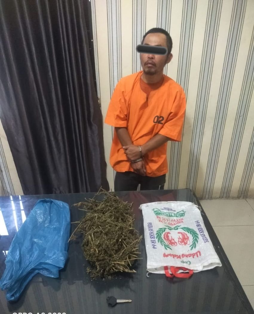 Warga DS Ditangkap Di Tanah Karo Kasus Ganja