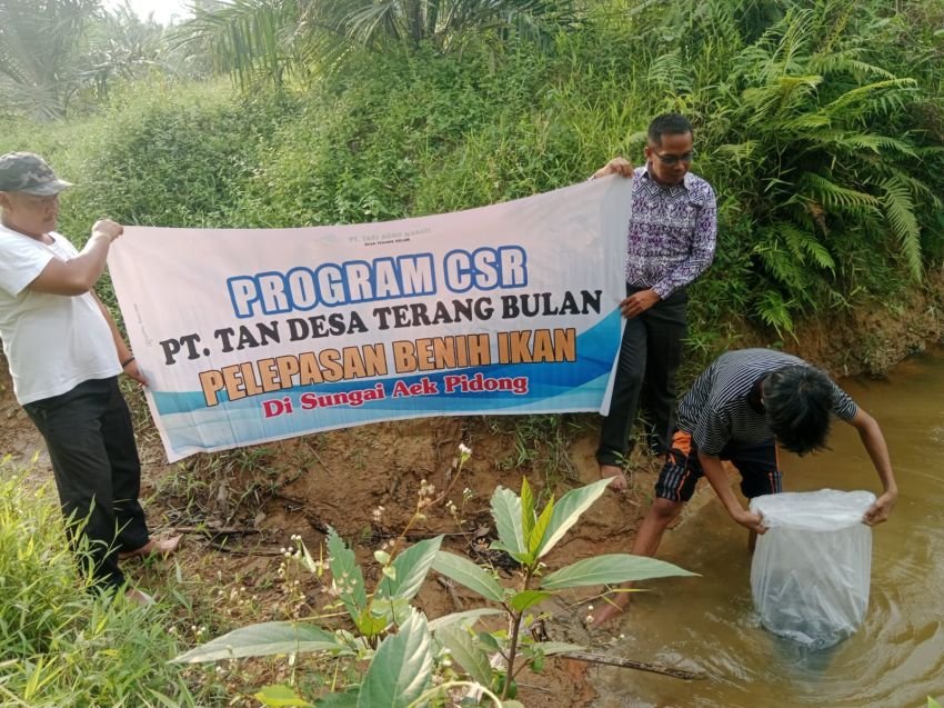 Peduli Lingkungan, PT TAN Lepas 2000 Benih Ikan di Aliran Sungai Aek Pidong