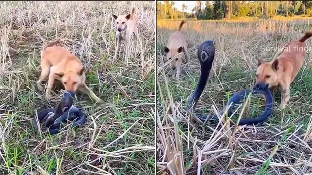 Kewalahan! Ular Kobra Hitam Ladeni Dua Anjing Liar, Endingnya Bikin Penasaran