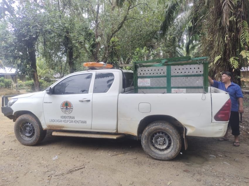 Harimau Sumatera yang Dilepasliarkan Menteri LHK Muncul Lagi di Langkat dan Terkam Seekor Anjing