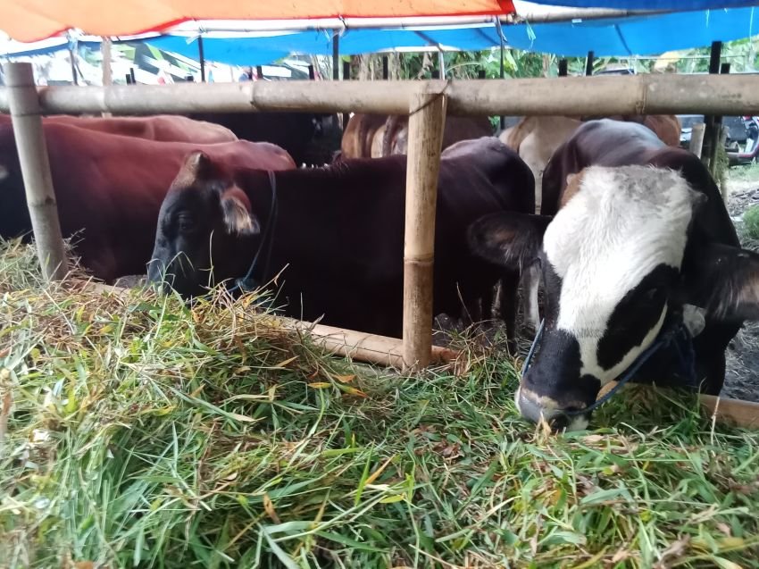Mulai Ramai Pedagang Hewan korban di Pemalang Jelang Hari Raya Idul Adha