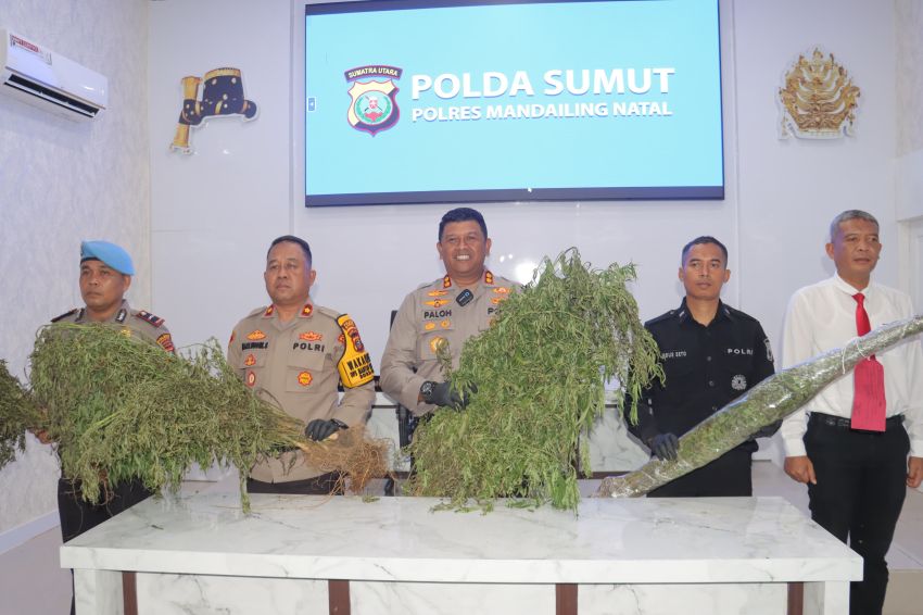 Lagi, Polres Madina Temukan 1,5 Hektar Ladang Ganja di Tor Shite