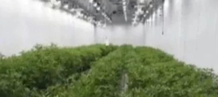 Skandal Terungkap: Vila Mewah di Canggu, Bali, Ternyata Menyembunyikan Pabrik Narkoba dan Kebun Ganja!