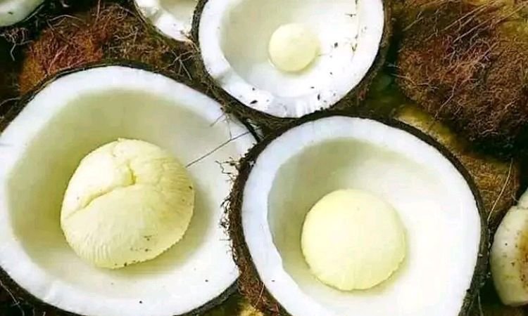 Ini Manfaat Kentos Kelapa Bagi Kesehatan Tubuh