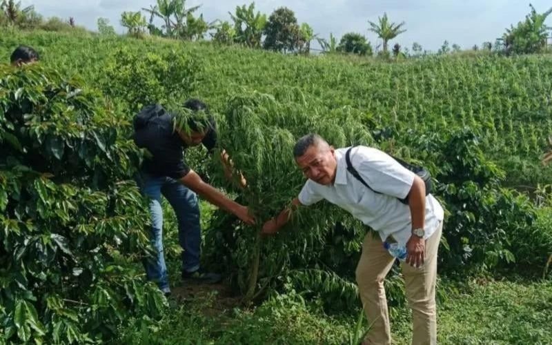 Dengar Lolongan Anjing, Petani di Simalungun Tanam Ganja di Kebun Kopi Diburu Polisi