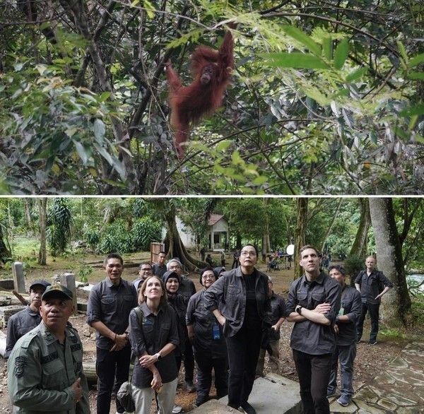 Menkeu dan Menteri LHK Lihat Orang Utan di Bukit Lawang
