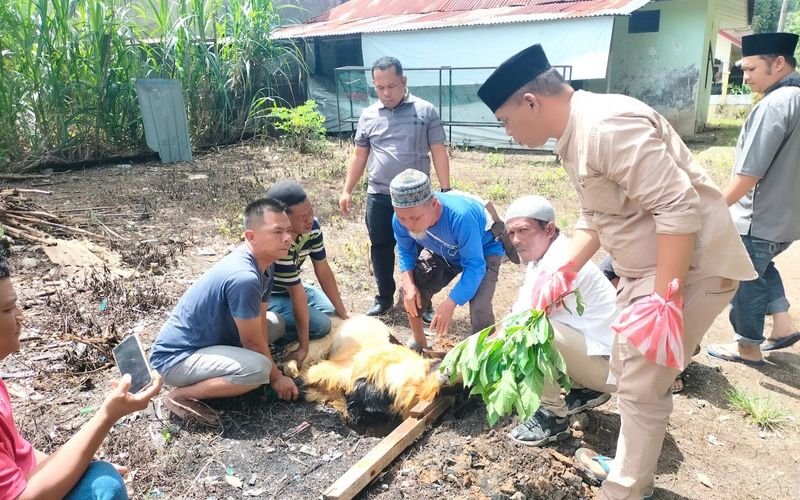 SMSI Madina Terima Hibah 2 Ekor Kambing dari Pemkab Madina