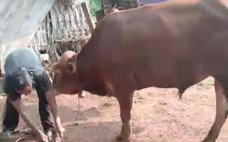 Kisah Unik Sebuah Desa di Kabupaten Pemalang: Warganya Punya Pantangan Pelihara Sapi